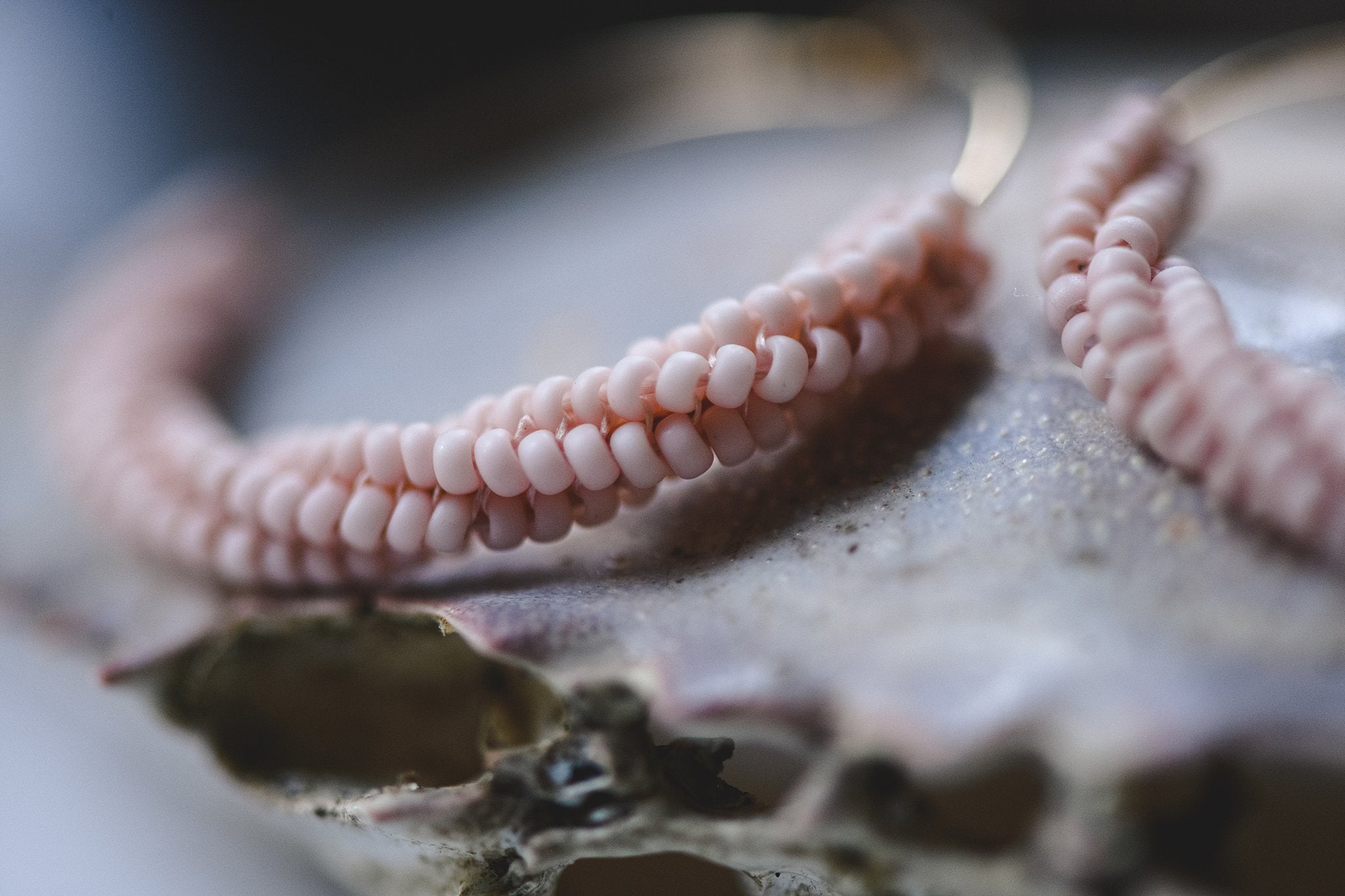 Peach: Mini Beaded Hoops Earrings